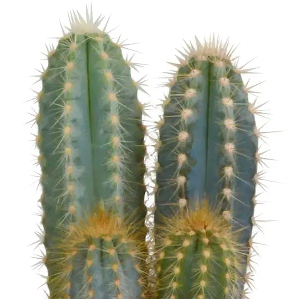 Cactus mix 10.5 cm - 3x - 12cm zonder pot  BotanicBridge