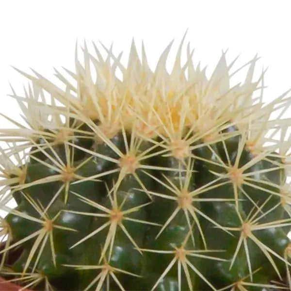 Cactus mix 10.5 cm - 3x - in witte pot  BotanicBridge