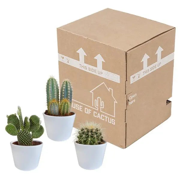 Cactus mix 10.5 cm - 3x - in witte pot  BotanicBridge