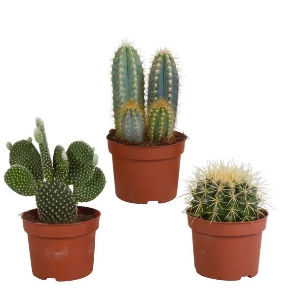 Cactus mix 10.5 cm - 3x - zonder pot  BotanicBridge