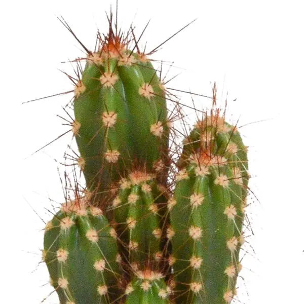 Cactus mix 5.5 cm - 10x - zonder pot  BotanicBridge