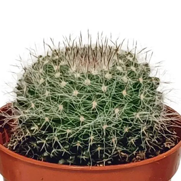 Cactus mix 5.5 cm - 10x - zonder pot  BotanicBridge