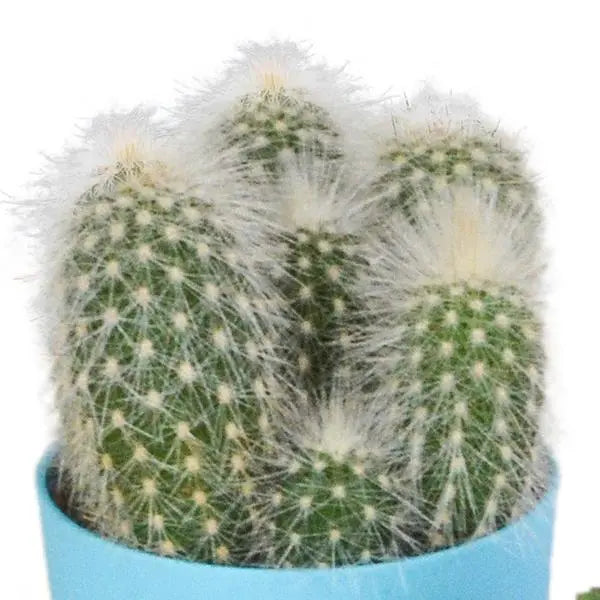 Cactus mix 5.5 cm - 5x - in gekleurde plasticpot  BotanicBridge