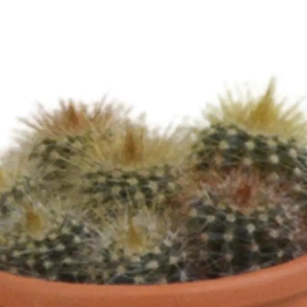 Cactus mix 5.5 cm - 5x - in terracotta pot  BotanicBridge