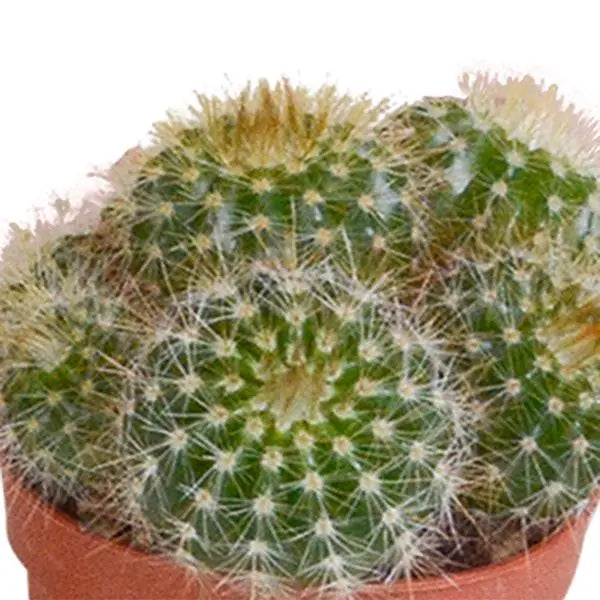 Cactus mix 5.5 cm - 5x - zonder pot  BotanicBridge