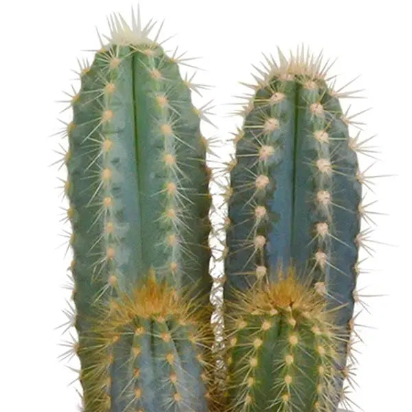 Cactus mix 8.5 cm - 3x - in Mexicaanse pot  BotanicBridge