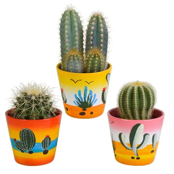 Cactus mix 8.5 cm - 3x - in Mexicaanse pot  BotanicBridge