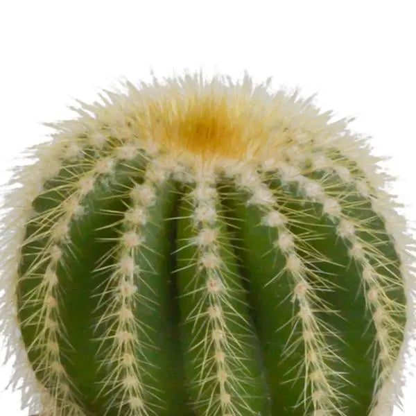 Cactus mix 8.5 cm - 3x - in witte pot  BotanicBridge