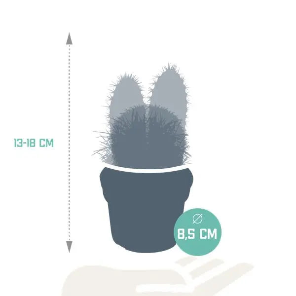 Cactus mix 8.5 cm - 3x - zonder pot  BotanicBridge