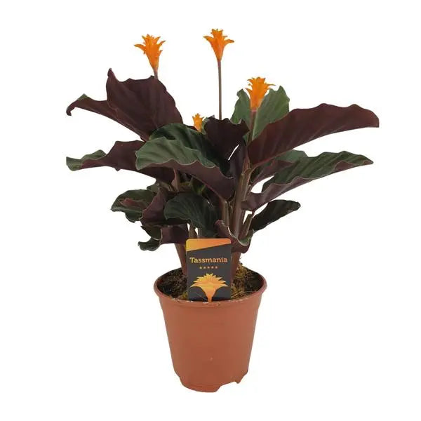 Calathea Crocata - Ø14cm - ↕40cm  BotanicBridge