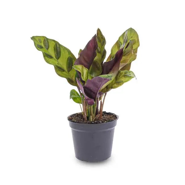 Calathea Lancifolia - Pauwenplant - Terrarium plant - Potmaat 6  BotanicBridge