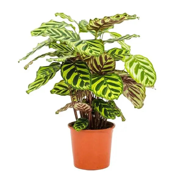 Calathea Makoyana - Ø14cm - ↕45cm  BotanicBridge