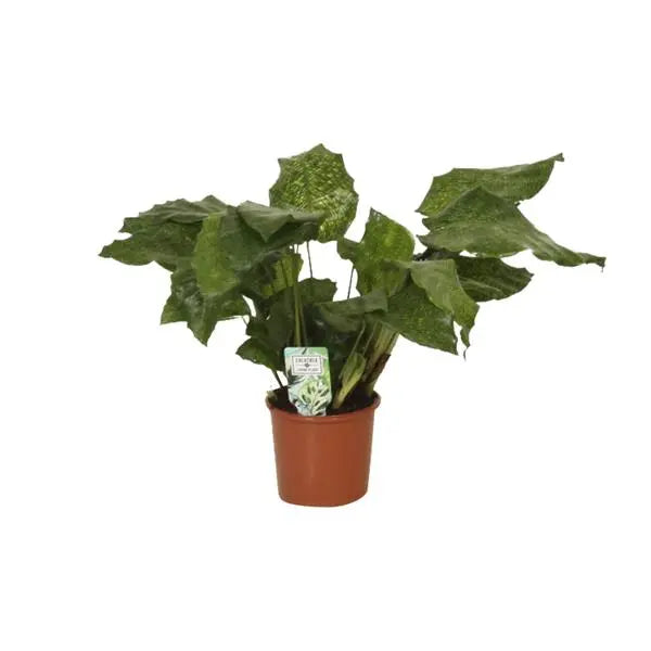 Calathea Network - Pauwenplant - Ø14cm - ↕30cm  BotanicBridge