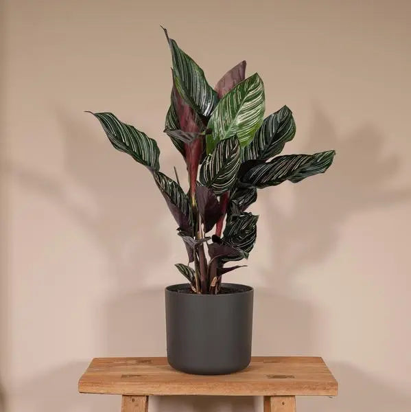 Calathea Ornata - Ø14cm - ↕50cm  BotanicBridge