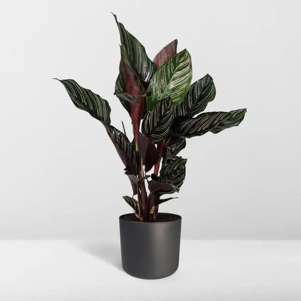 Calathea Ornata - Ø14cm - ↕50cm  BotanicBridge