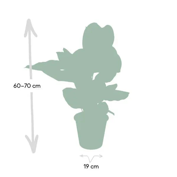 Calathea Ornata - Ø19cm - ↕75cm  BotanicBridge