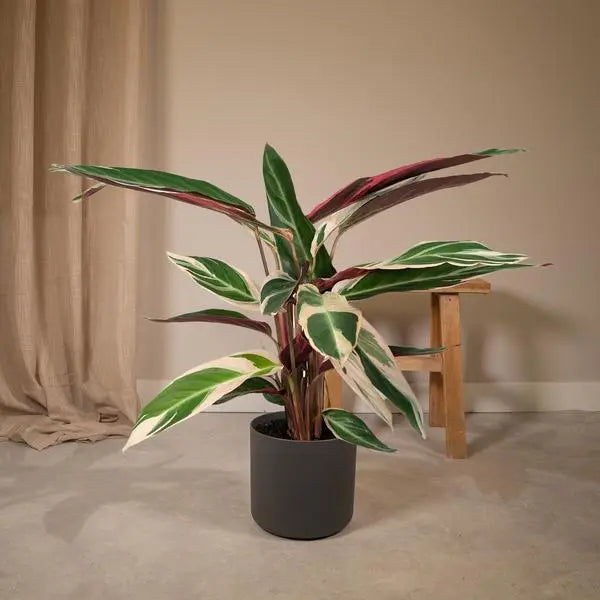 Calathea Triostar - Pauwenplant - Ø19cm - ↕70cm  BotanicBridge