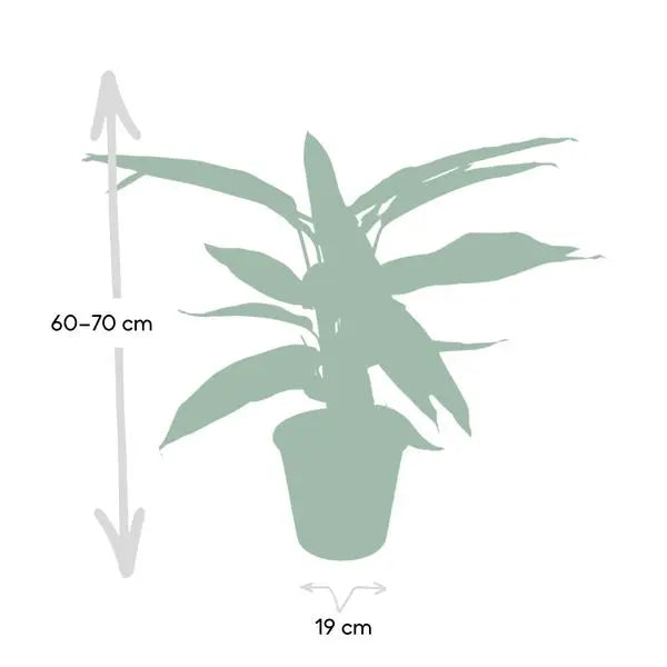 Calathea Triostar - Pauwenplant - Ø19cm - ↕70cm  BotanicBridge