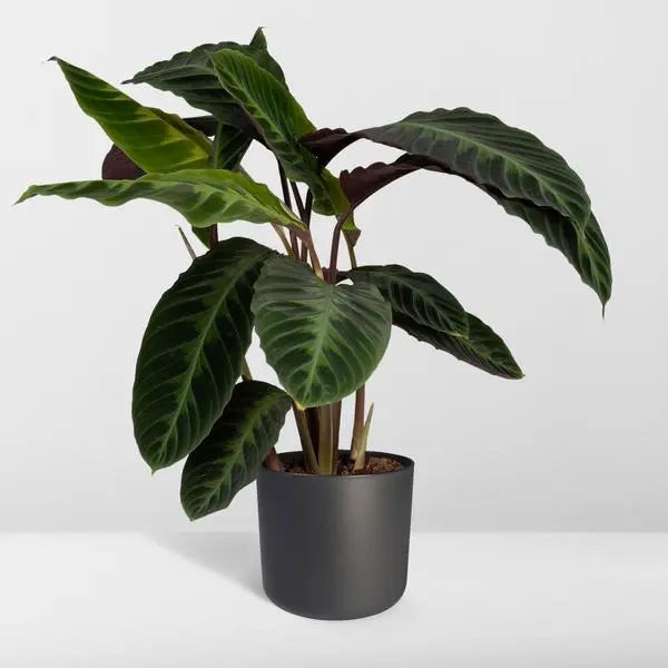 Calathea Warscewiczii - Pauwenplant - Ø19cm - ↕70cm  BotanicBridge