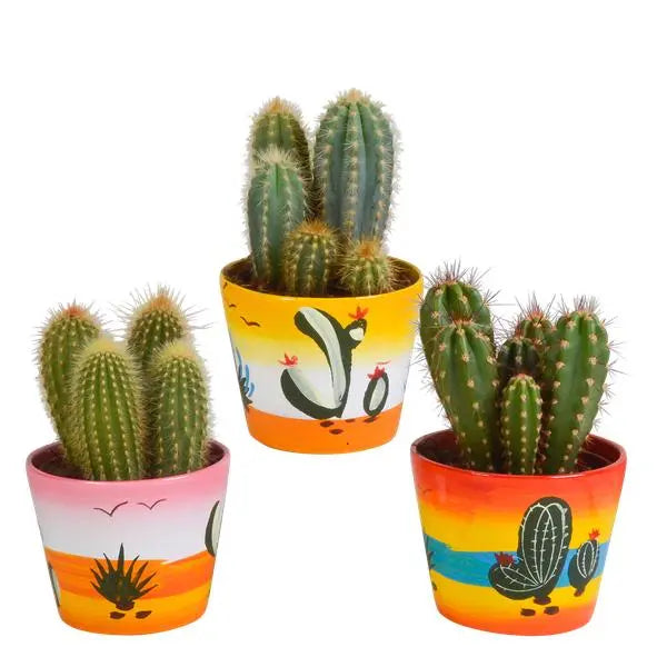 Cereus mix 10,5cm - 3x - in Mexicaanse pot  BotanicBridge