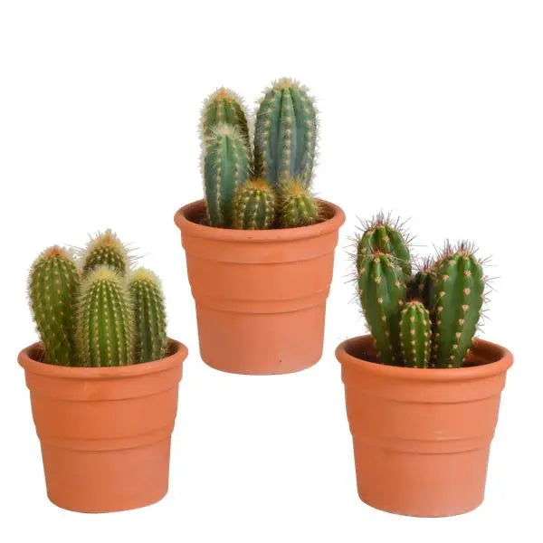 Cereus mix 10,5cm - 3x - in terracotta pot  BotanicBridge