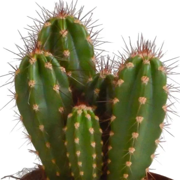 Cereus mix 10,5cm - 3x - in terracotta pot  BotanicBridge