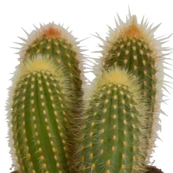 Cereus mix 10,5cm - 3x - zonder pot  BotanicBridge