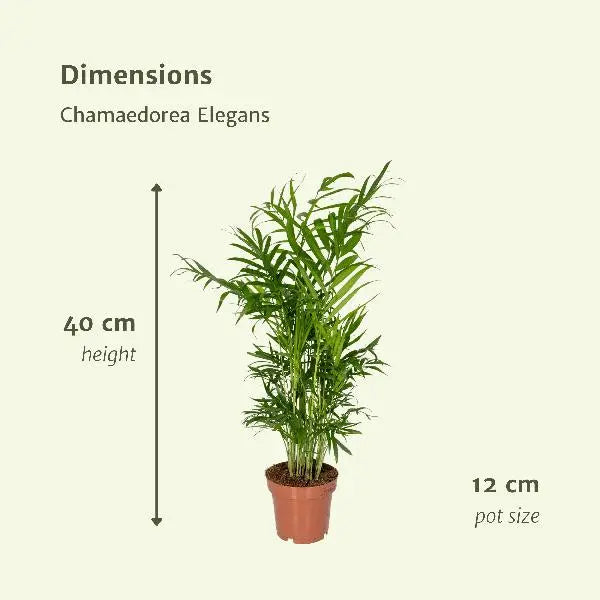 Chamaedorea Elegans (Mexicaanse Bergpalm) - 2 stuks - Ø12cm - ↕40cm  BotanicBridge