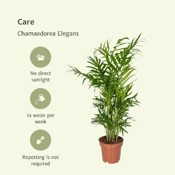 Chamaedorea Elegans (Mexicaanse Bergpalm) - 2 stuks - Ø12cm - ↕40cm  BotanicBridge