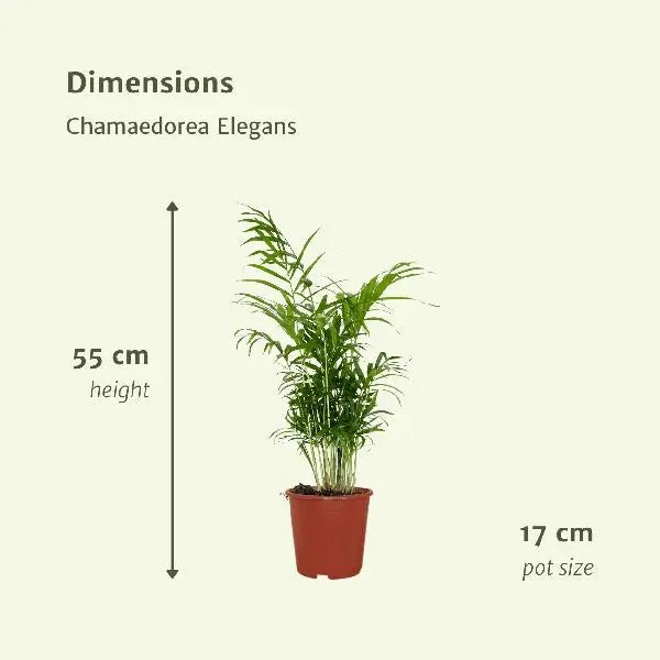 Chamaedorea Elegans (Mexicaanse Bergpalm) - 2 stuks - Ø17cm - ↕55cm  BotanicBridge