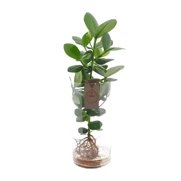 Clusia In Cylinder Glas XXL - Ø17cm - ↕60cm  BotanicBridge