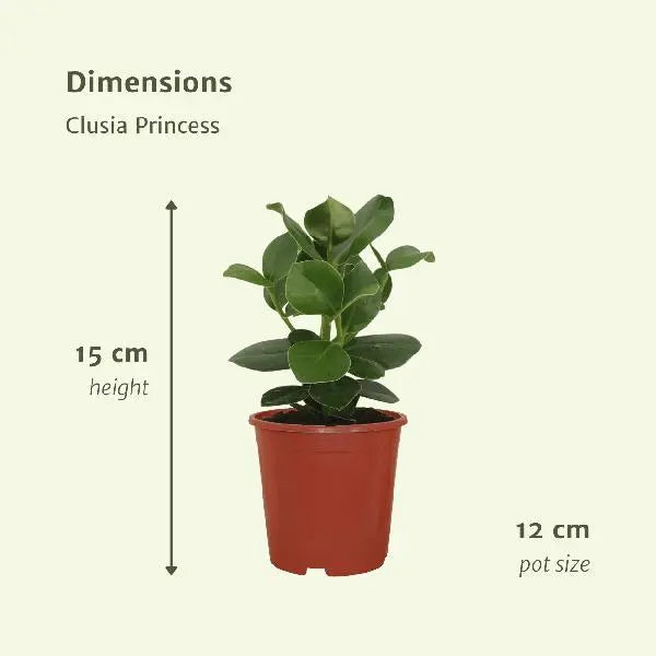 Clusia Princess (Handtekeningboom) - 2 stuks - Ø12cm - ↕15cm  BotanicBridge