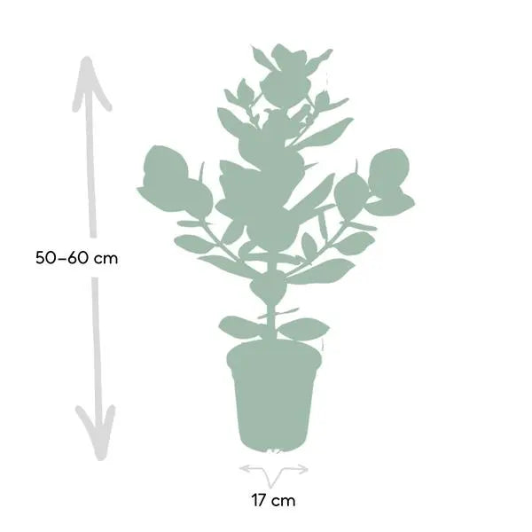 Clusia Rosea Princess - Ø17cm - ↕60cm  BotanicBridge