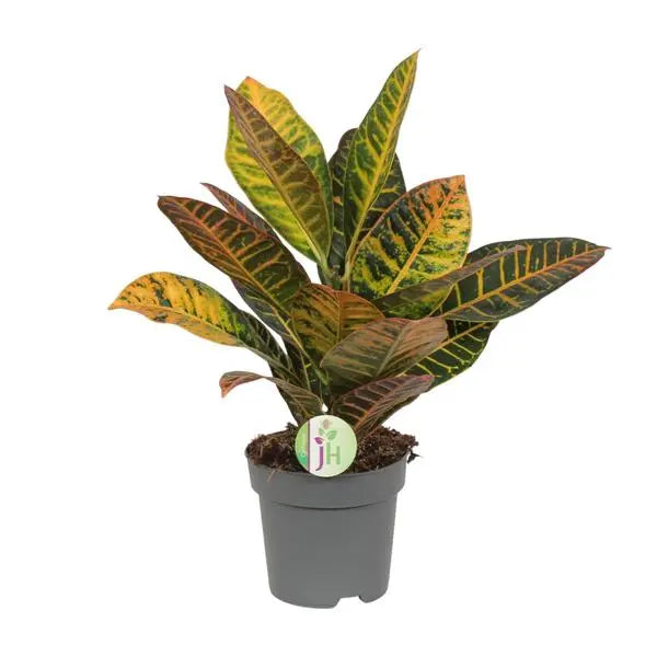 Codiaeum Petra - Croton - Ø17cm - ↕45cm  BotanicBridge