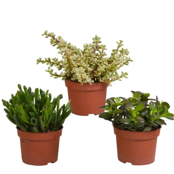 Crassula mix 10,5 cm - 3x - zonder pot  BotanicBridge