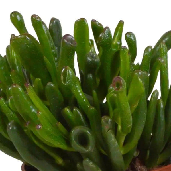 Crassula mix 10,5 cm - 3x - zonder pot  BotanicBridge