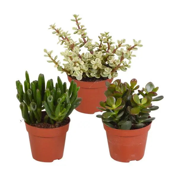 Crassula mix 8.5 cm - zonder pot - 3x  BotanicBridge