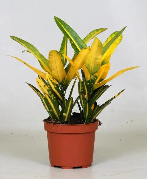 Croton Sunny Star - Ø12cm - ↕30cm  BotanicBridge