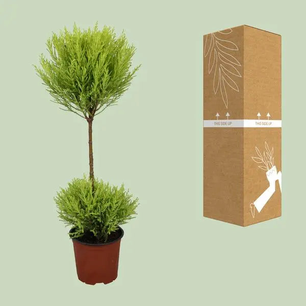 Cupressus Goldcrest Wilma - Ø14cm - ↕60cm  BotanicBridge