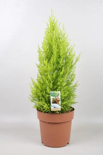 Cupressus Goldcrest Wilma - Ø21cm - ↕70cm  BotanicBridge