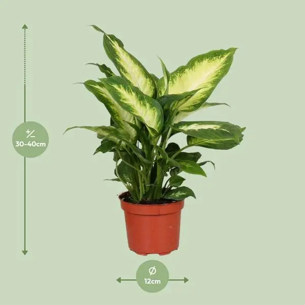 Dieffenbachia Camilla - Ø12cm - ↕35cm  BotanicBridge