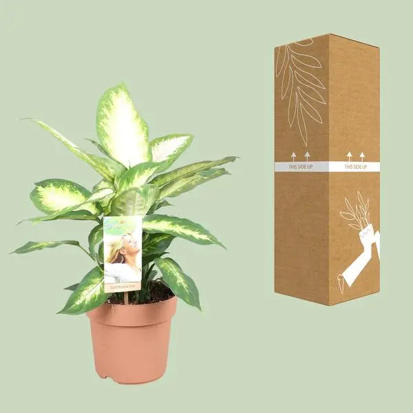 Dieffenbachia Camilla - Ø17cm - ↕45cm  BotanicBridge