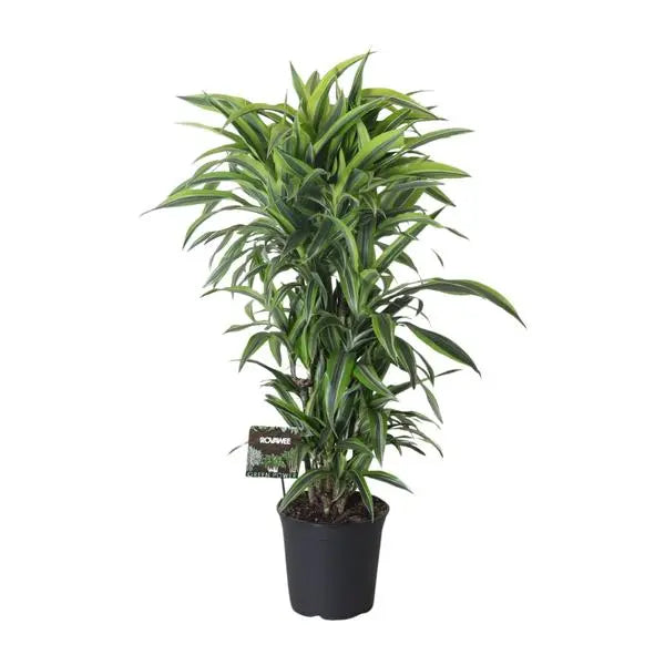 Dracaena Fragrans Lemon Lime Vertakt - Ø27cm - ↕120cm  BotanicBridge