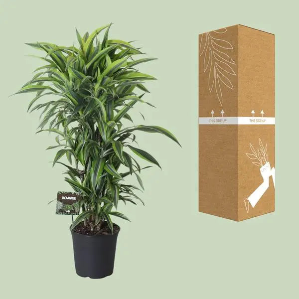 Dracaena Fragrans Lemon Lime Vertakt - Ø27cm - ↕120cm  BotanicBridge