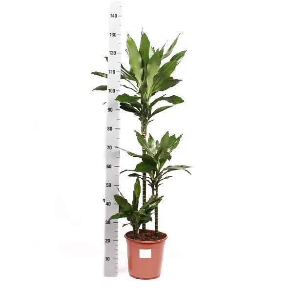 Dracaena Janet Lind in Boule TAUPE pot Ø24cm ↕120cm  BotanicBridge