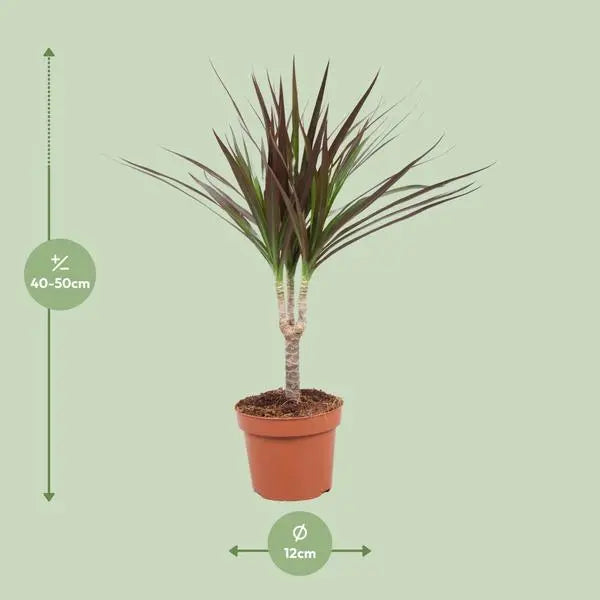 Dracaena Magenta - Ø12cm - ↕50cm  BotanicBridge