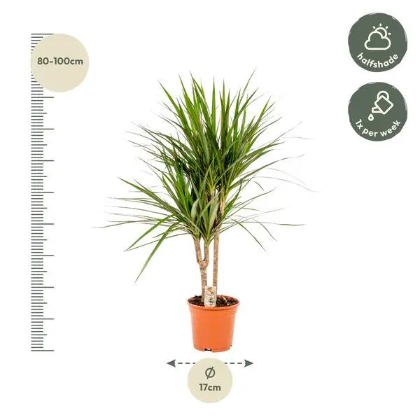 Dracaena Marginata - Ø17cm - ↕90cm  BotanicBridge