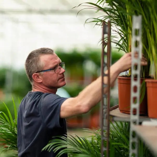 Dracaena Marginata - Ø21cm - ↕120cm  BotanicBridge