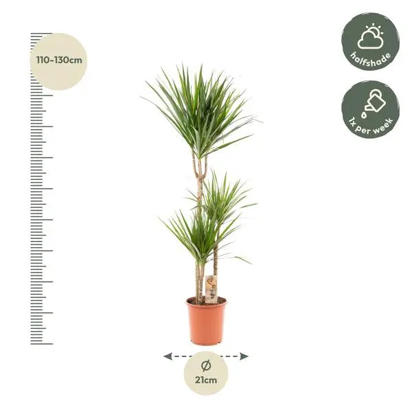 Dracaena Marginata - Ø21cm - ↕120cm  BotanicBridge