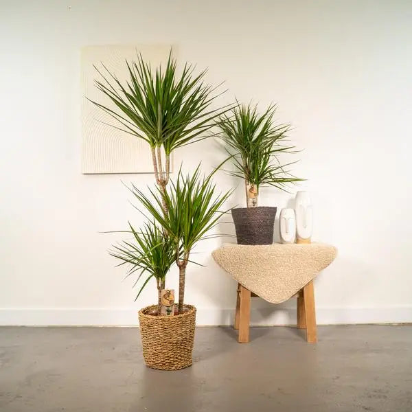 Dracaena - ↨120cm - Ø21cm + Dracaena - 70cm - Ø17cm  BotanicBridge